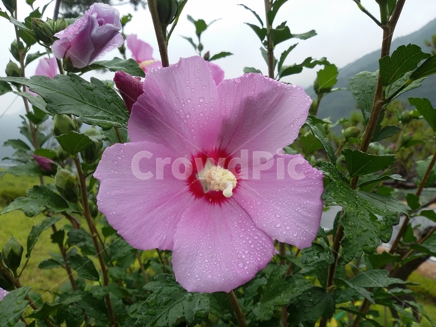 꽃,식물,flower,plant,무궁화,식물,자연,plants,nature,꽃,flower
