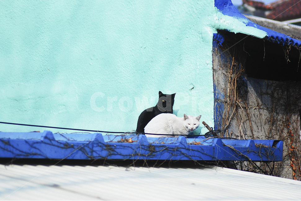 고양이,냥이,동물,길고양이,지붕,흰고양이,검은고양이,cat,animal,mammalia