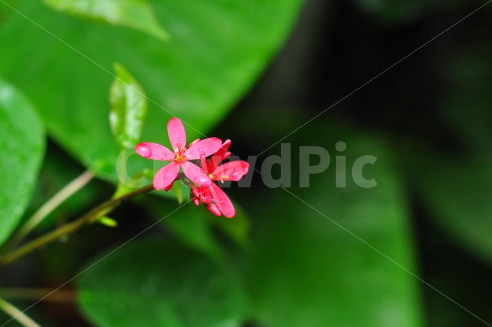 일상,꽃,비,빗방울,나무잎,비오는날,비온뒤,분홍색,daily,flower,flowers,rainy,rainyday,afterrainning,raindrop,leaves,pink,color,비,비오는날,rain,rainy,식물,자연,plants,nature,꽃,flower