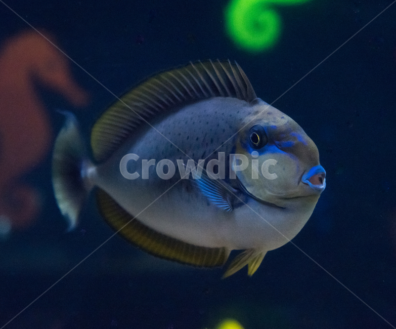 해수어,탱,수족관,아쿠아리움,물고기,동물,animal,어류,물고기,fish