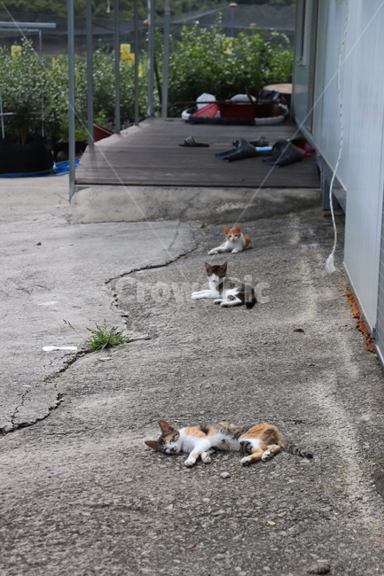 고양이,동물,길고양이,cat,animal,야생동물,길냥이,kitty,kitten,평온,잠,나른함,sleep,동물,animal,포유류,mammal,고양이,cat,kitten,kitty