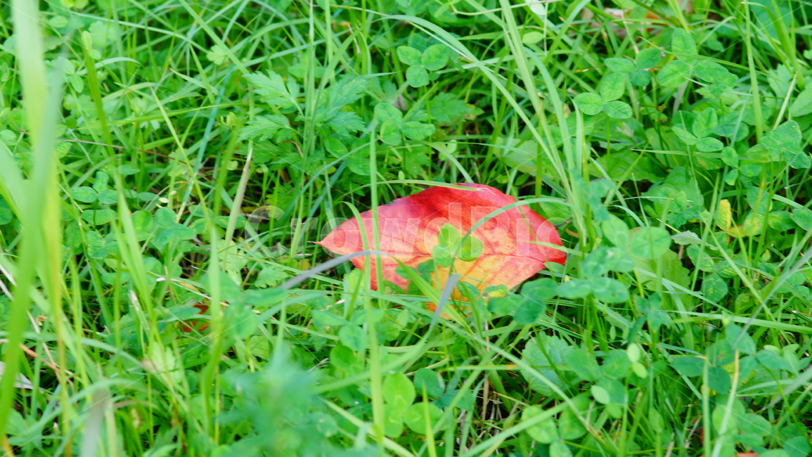 빨간잎,잎파리,잎,잎사귀,가을잎,식물,자연,plants,nature