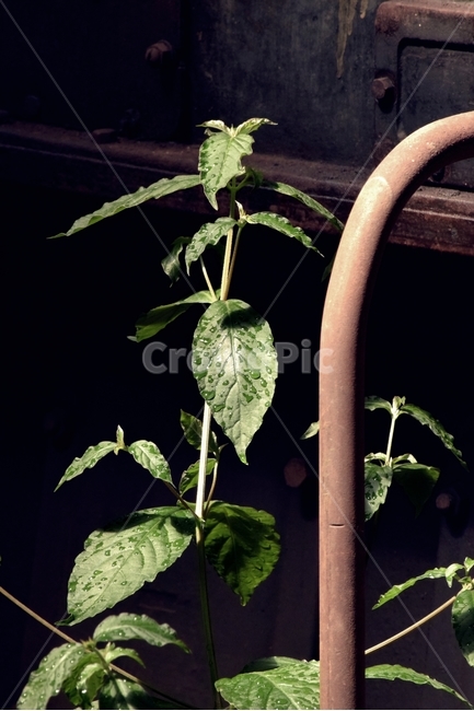 plant,식물,생명,초록,생물