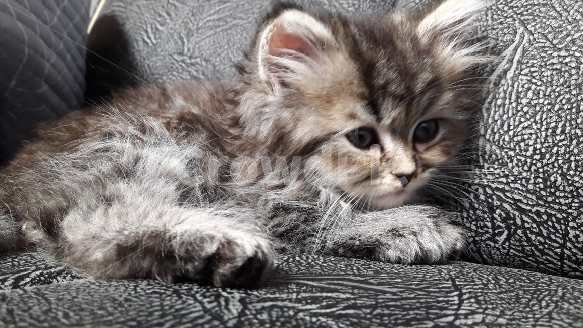 새끼고양이,어린고양이,아기고양이,고양이,페르시안고양이,귀여은고양이,예쁜고양이,동물,animal,포유류,mammal,고양이,cat,kitten,kitty