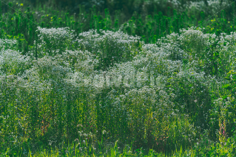 꽃,풀,풍경,배경,초록색,식물,자연,plants,nature