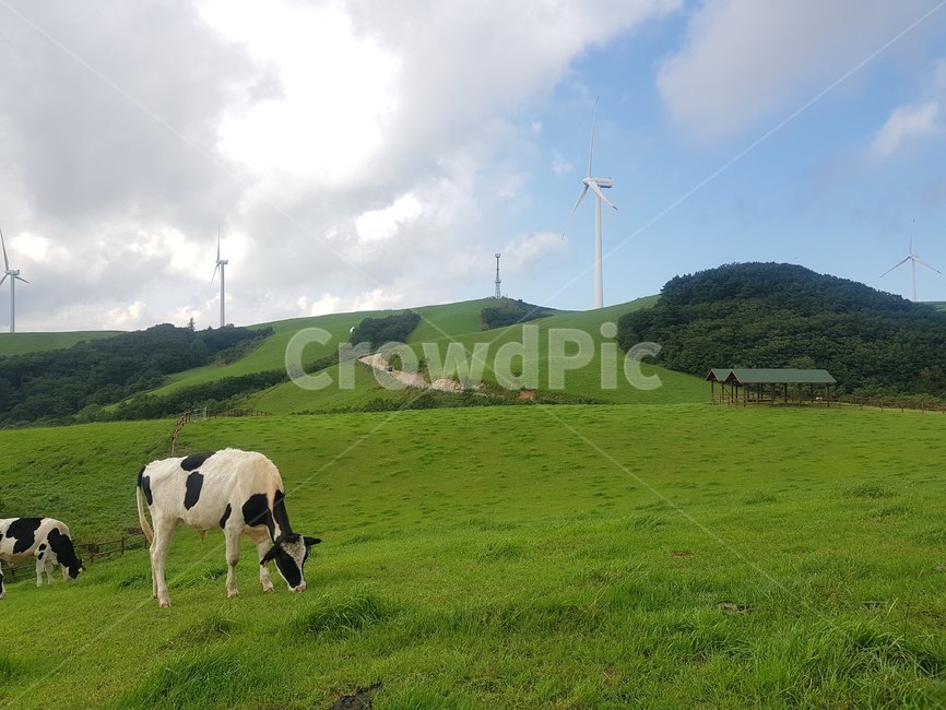 목초지,field,농원,구름,하늘,배경,소,젖소,여유,동물,nature,grassland,자연