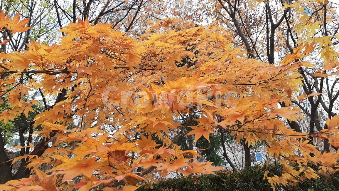 가을풍경,단풍,나무,tree,잎,maple,plant,식물