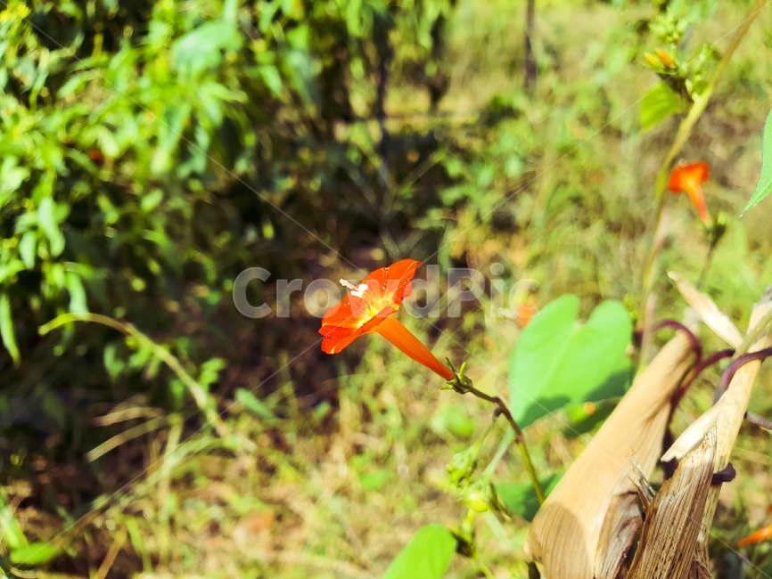 flower,식물,꽃,가을,나팔꽃,나팔,식물,자연,plants,nature,꽃,flower