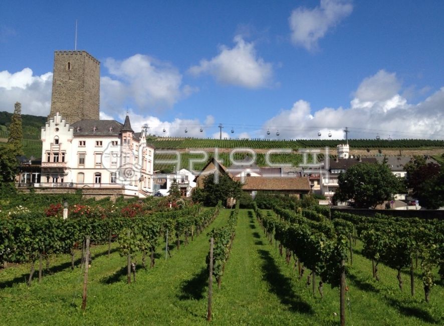 독일,뤼데스하임,포도밭,프랑크푸르트근교,rüdesheim,유럽