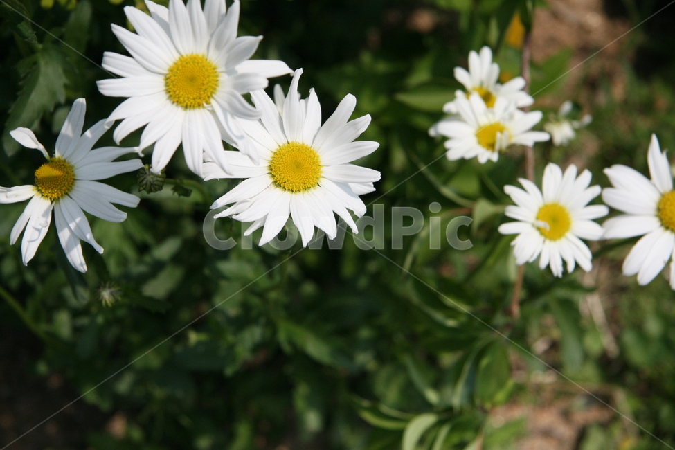 plant,식물,blossom,꽃,daisies,데이지,daisy,flower,꽃,flower