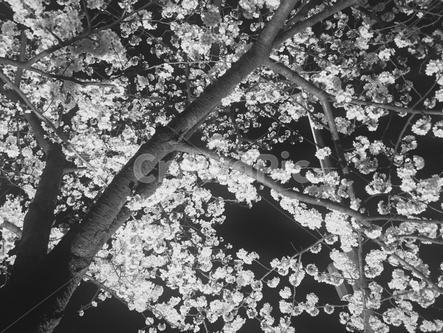 흑백,여의도,벛꽃,한강,야경,봄,계절,spring,season,식물,자연,plants,nature,꽃,flower,나무,trees,wood,흑백,모노톤,monochrome,black and white,plant,ice,빙,outdoors,옥외