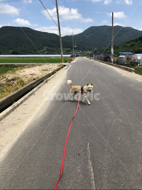 동물,진돗개,반려동물,풍경,힐링,산책,진도,경남