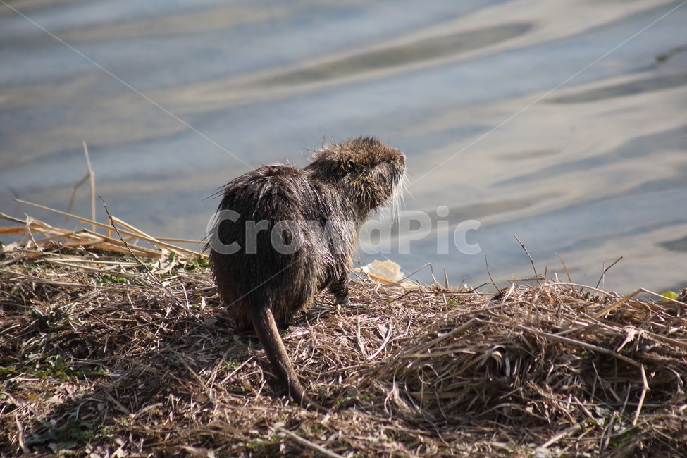 뉴트리아,대형쥐,동물,설치류,nutria,동물,animal,포유류,mammal