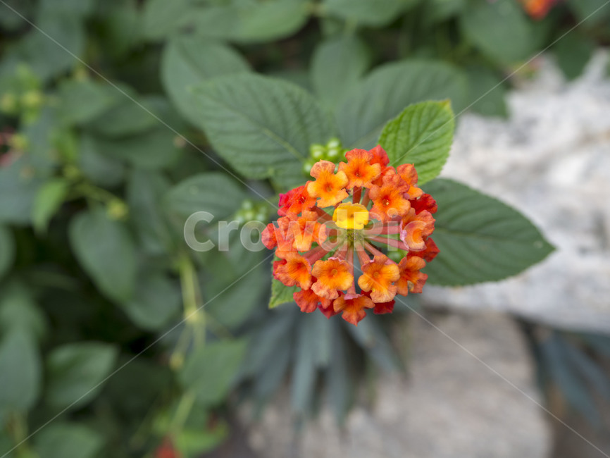 붉은꽃,꽃,flower,란타나,lantana,식물,자연,plants,nature,꽃,flower