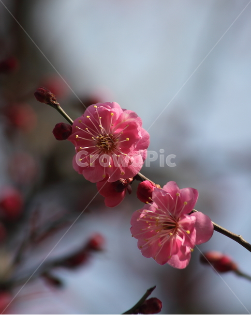 매화,홍매화,식물,japaneseapricot,Prunusmume,봄꽃,봄,식물,자연,plants,nature,꽃,flower