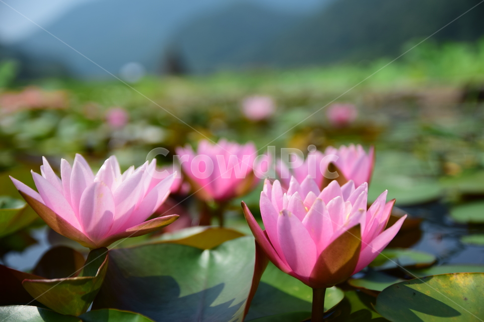 녹색,무궁화,하늘,흰색,잎,여름,식물,자연,plants,nature,꽃,flower