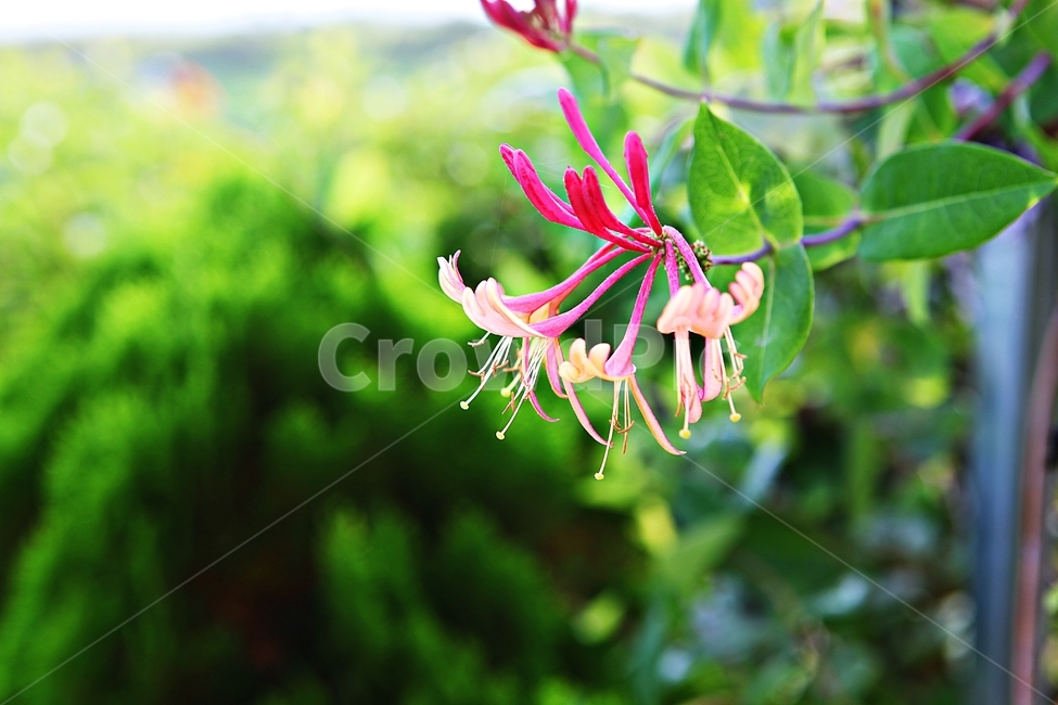 붉은인동,꽃,식물,자연,야외,여름,계절,잡초,식물,자연,plants,nature,꽃,flower