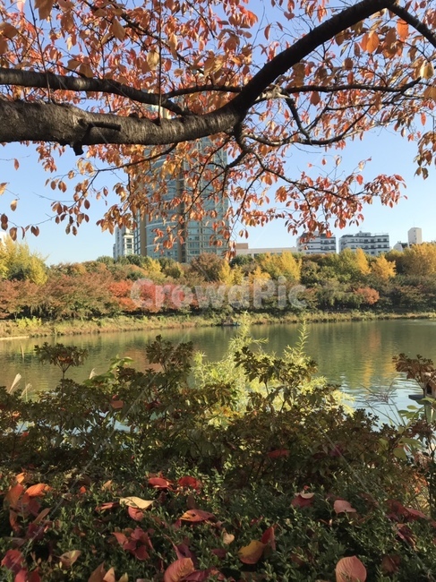 단풍나무,석촌호수,가을,가을석촌호수,가을단풍나무