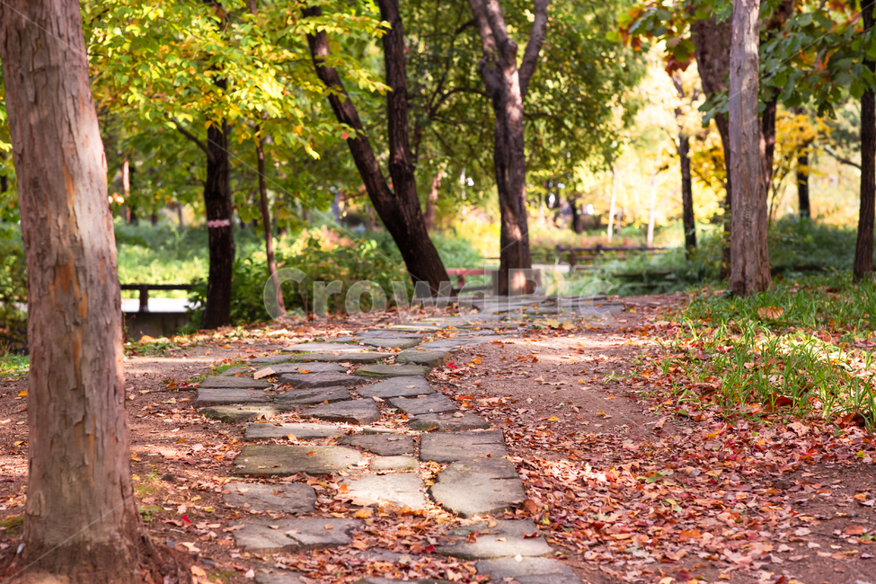 in the woods,forest,next to the fall,late autumn,red,trail,path,leaves,fallen leaves,road,fallenleaves,sight,season,autumn leaves,park,Maple,nature,tree,autumn scenery,leaf,Fall foliage season,Red,early winter,Seoul Forest,background,colonnade,plant,maple