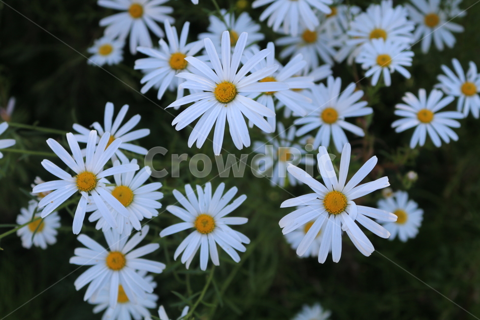 꽃,자연,flower,공원,풀,식물,자연,plants,nature,꽃,flower