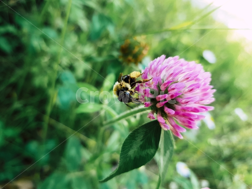 벌,bee,곤충,벌레,꽃,크로바,식물,자연,plants,nature,꽃,flower