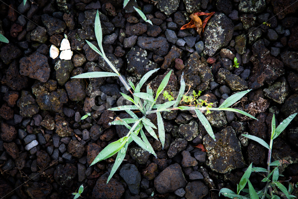 잡초,돌,풀,식물,자연,녹색,돌맹이,화산석,풀잎,식물,자연,plants,nature