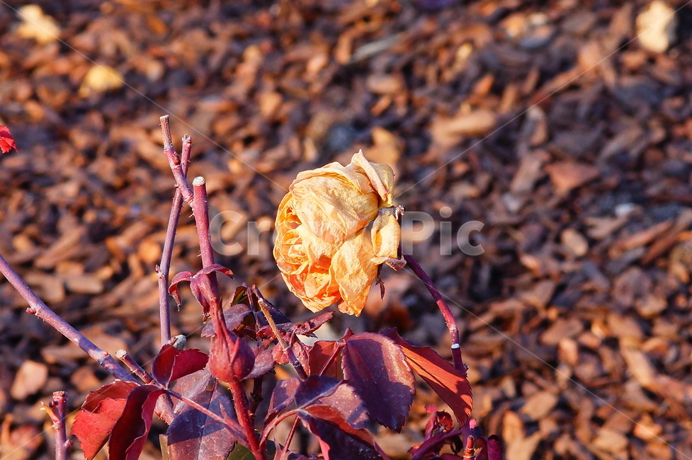 장미,마른장미,꽃,식물,감성,로즈,가을,계절,fall,autumn,season,veins,정맥