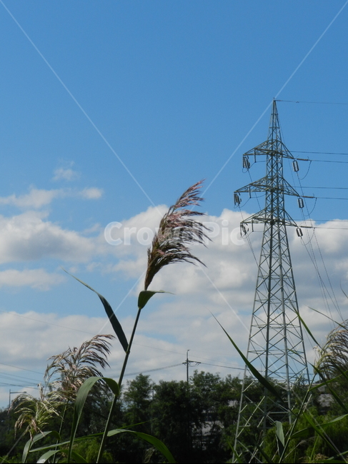 plant,식물,grass,고압선,철탑,pylon,식물,자연,plants,nature