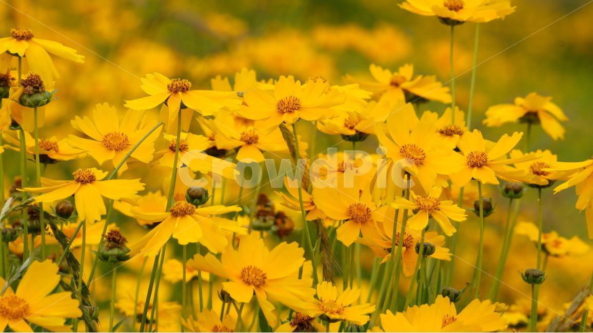 금계국,금계국꽃,꽃,꽃사진,식물,식물,자연,plants,nature,꽃,flower