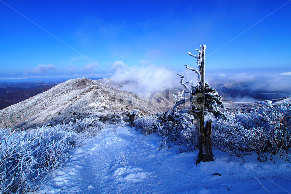 함백산,설경,풍경,상고대,정선,고한,푸른하늘,겨울,계절,winter,season,자연,풍경,nature,landscape,한국자연풍경,한국자연경관,korea nature landscape,ice,빙,outdoors,옥외