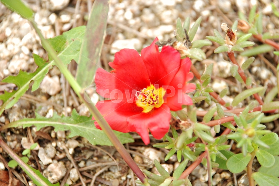 자연,식물,꽃,빨간꽃,채송화,식물,자연,plants,nature,꽃,flower