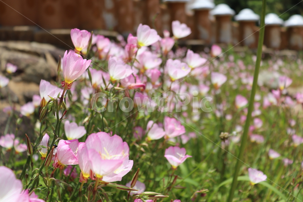 plant,식물,geranium,제라늄,flower,blossom,꽃,anemone,아네모네,식물,자연,plants,nature,꽃,flower