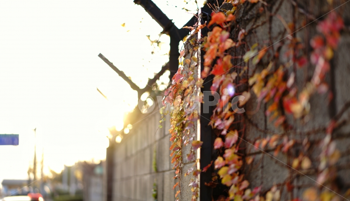 담벼락,가을,담쟁이넝쿨,풍경,식물,가을,계절,fall,autumn,season,식물,자연,plants,nature