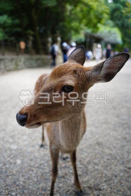 사슴,동물,나라공원,일본사슴공원,노루,사슴공원,공원,귀여운,일본,고라니,deer,nara,animal,japan