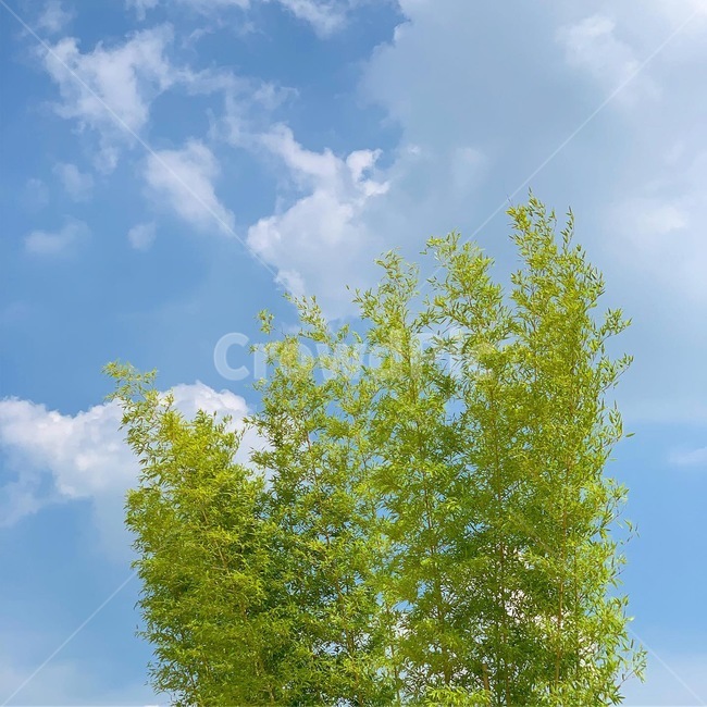 하늘,자연,나무,구름,여름하늘,풍경