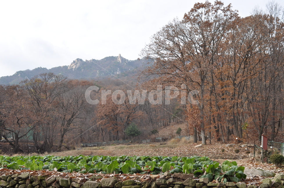 가을,풍경,나무,감성,가을풍경,가을,계절,fall,autumn,season,자연,풍경,nature,landscape,plant,식물