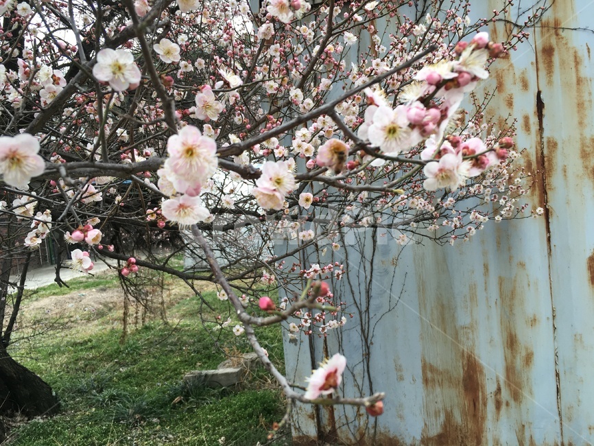 벚꽃,4월,벚꽃나무,flower,꽃