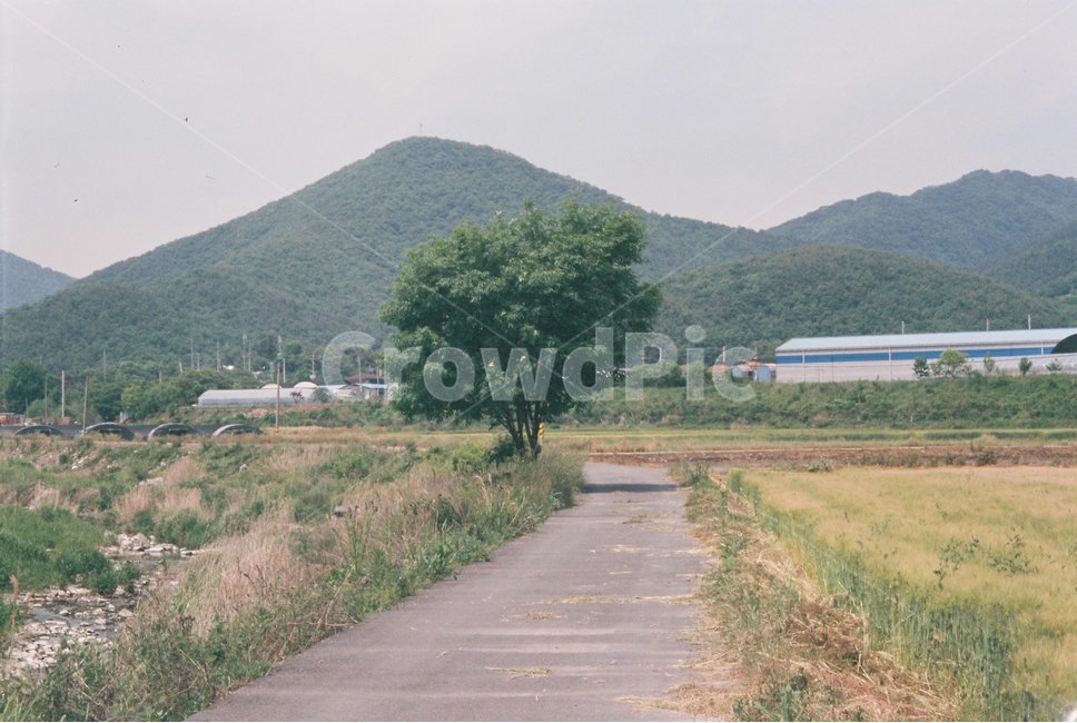 농촌,나무,길,갈대,가을,뒷산,시골,마을,풍경,landscape,country,rural,town