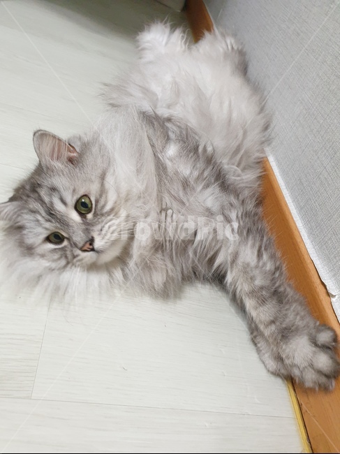 노르웨이숲,고양이,cat,기지개,따분,동물,동물,animal,포유류,mammal,고양이,cat,kitten,kitty