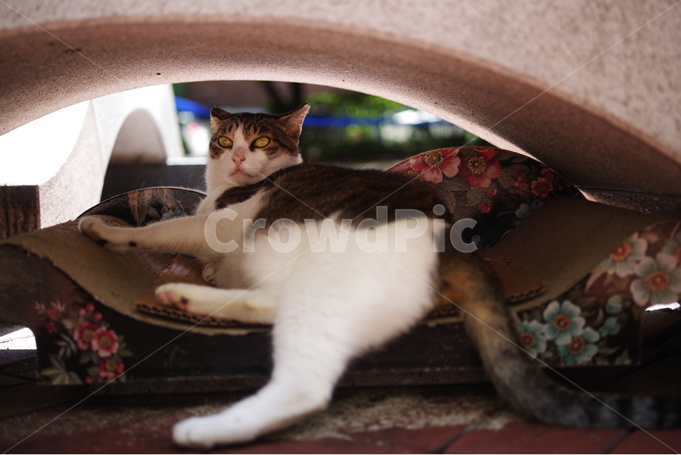 고양이,길고양이,동물,길냥이,애완동물,생명,자연,미묘,야생동물,cat,kitty,kitten,cute,lovely,adorable,pet,animal,streetcat,straycat,wildcat,wild,동물,animal,포유류,mammal,고양이,cat,kitten,kitty
