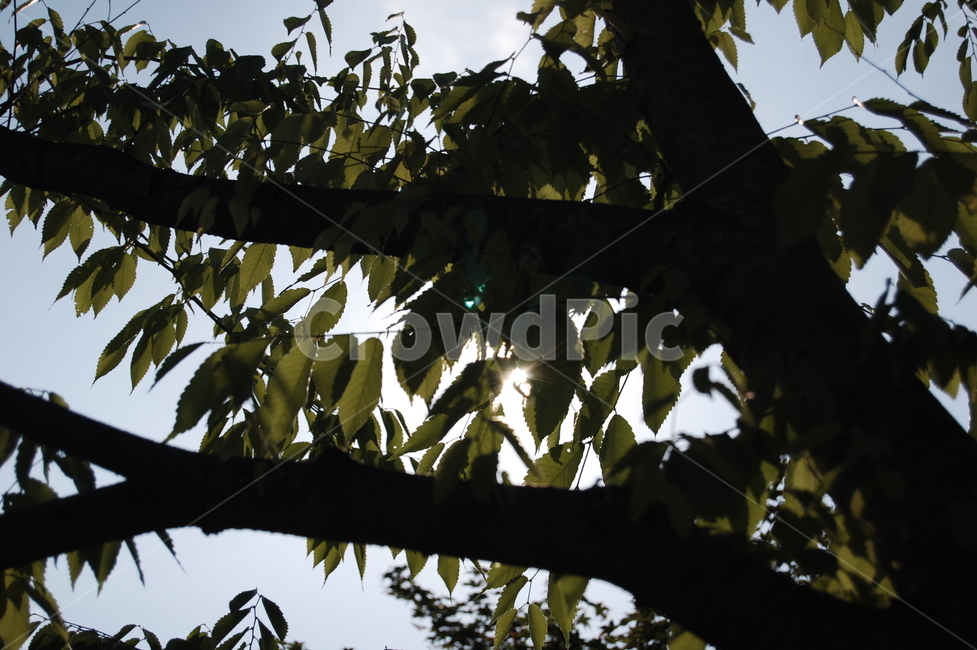 햇살,flare,leaf,나뭇잎,역광,나무,trees,wood