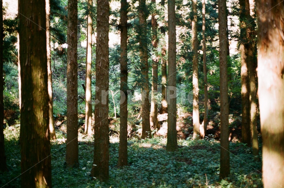 자연,나무,삼림지,plant,숲,forest,자연,풍경,nature,landscape,식물,plants,나무,trees,wood