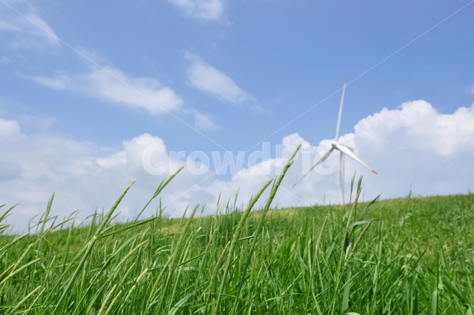 대관령,양떼목장,초원,하늘목장,풍력발전기,바람개비,하늘,구름,landscape,pasture,healing,feeling,nature,자연,푸른하늘,파란하늘,green,목장,풍력발전소,초록,bluesky,sky,꿈,희망,설레임,dream,hope,rest,cloud,뭉게구름,흰구름,바람이불어오는곳,배경화면