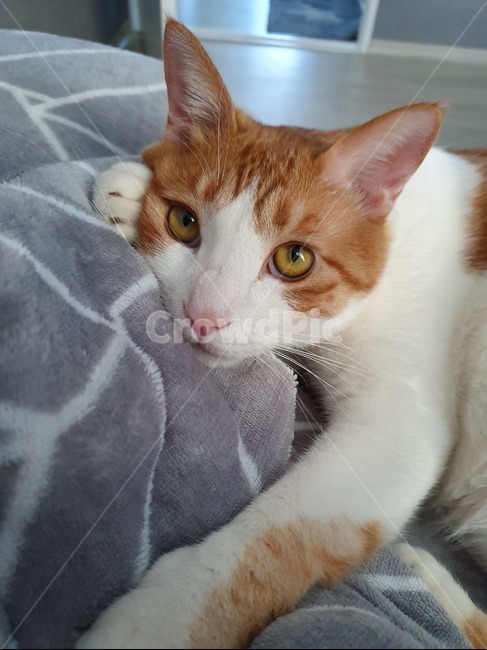 cat,pet,고양이,애완동물,동물,동물,animal,포유류,mammal,고양이,cat,kitten,kitty