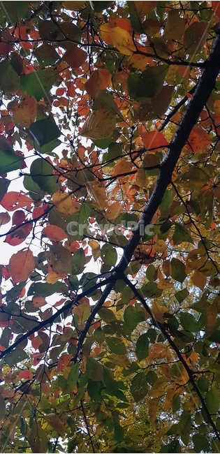 plant,식물,leaf,잎,단풍
