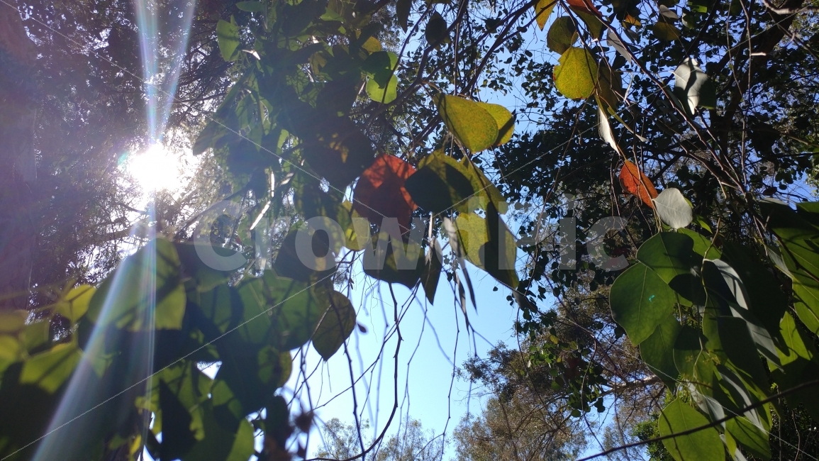 식물,자연풍경,여름숲,나무그늘,유칼립투스나무,푸른하늘,숲,나무,summerforest,coolshade,eucalytus,tree,southerncalifornia,켈리포니아,식물,자연,plants,nature