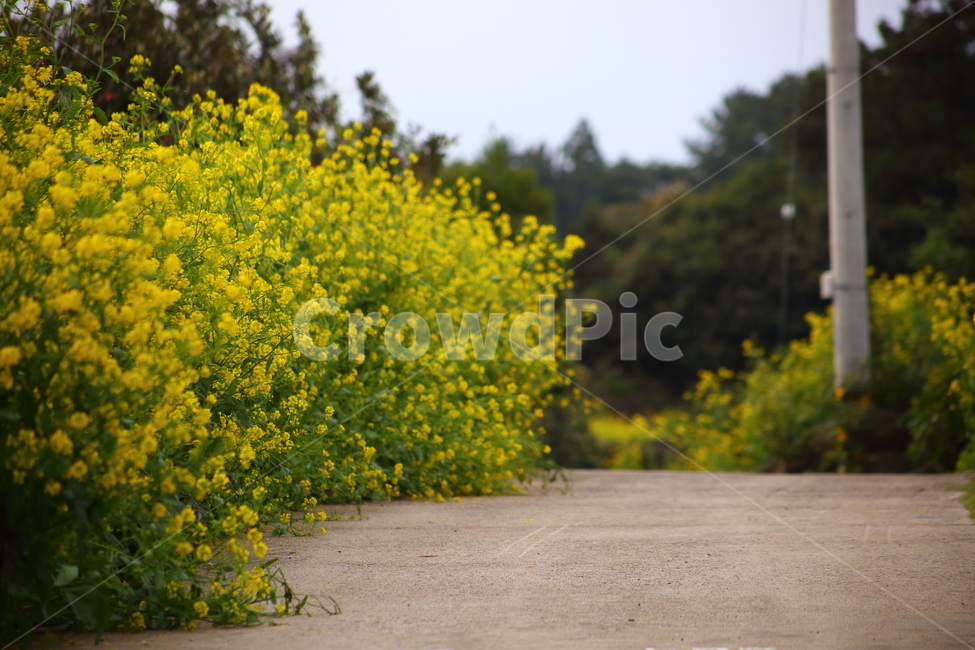 제주도,돌담길,시골,유채꽃,시골길,농촌,귀농,바탕화면,봄,계절,spring,season