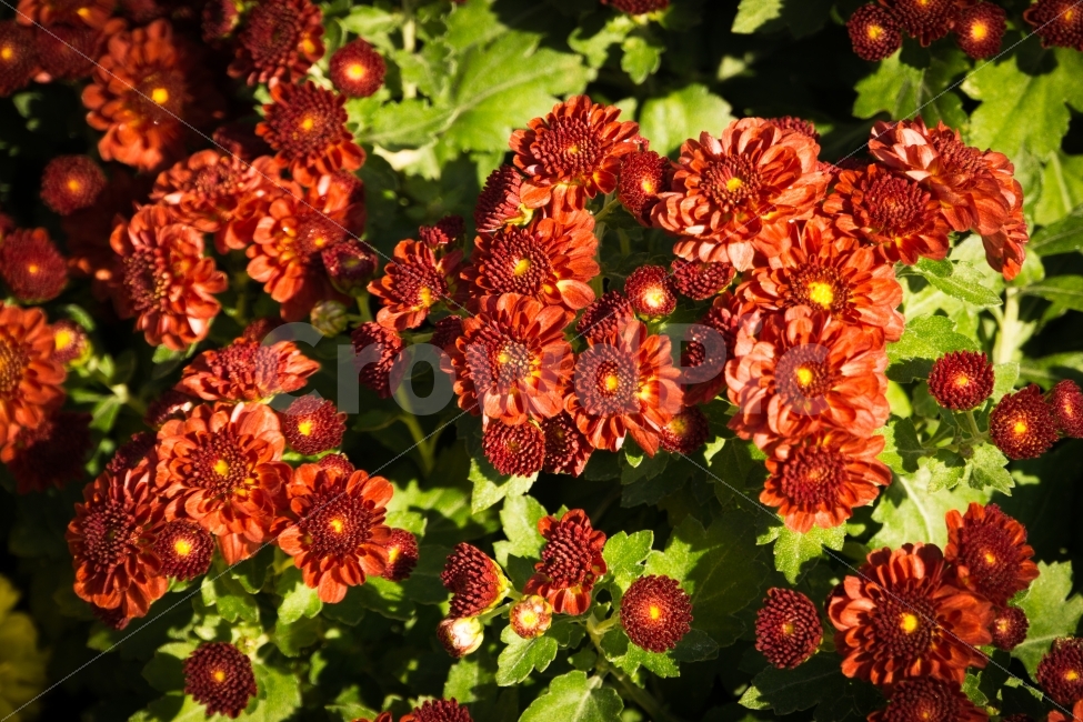 가을,국화,꽃,식물,울산,태화강공원,국화축제,식물,자연,plants,nature,꽃,flower