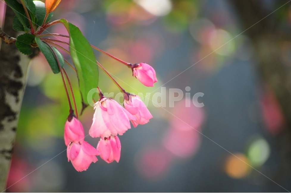 물방울,핑크,수사해당화,감성,해당화,식물,자연,plants,nature,꽃,flower