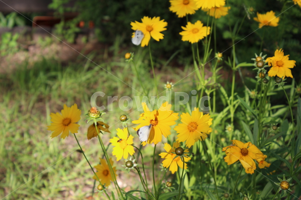 나비,꽃,flower,butterfly,자연,식물,자연,plants,nature,꽃,flower,동물,animal,곤충,벌레,insect,bug